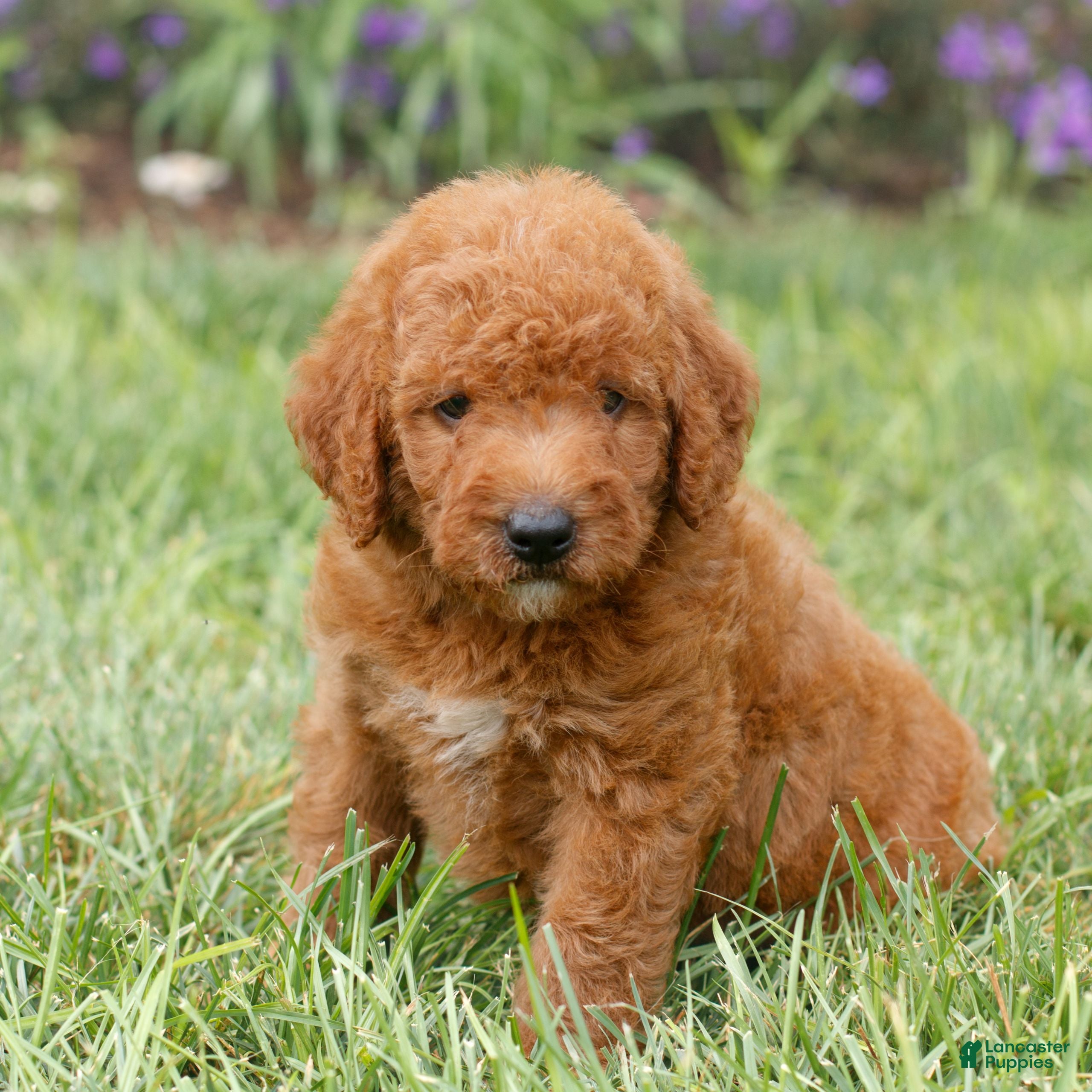 Miniature Labradoodle dogs Flynn  - Ad 1