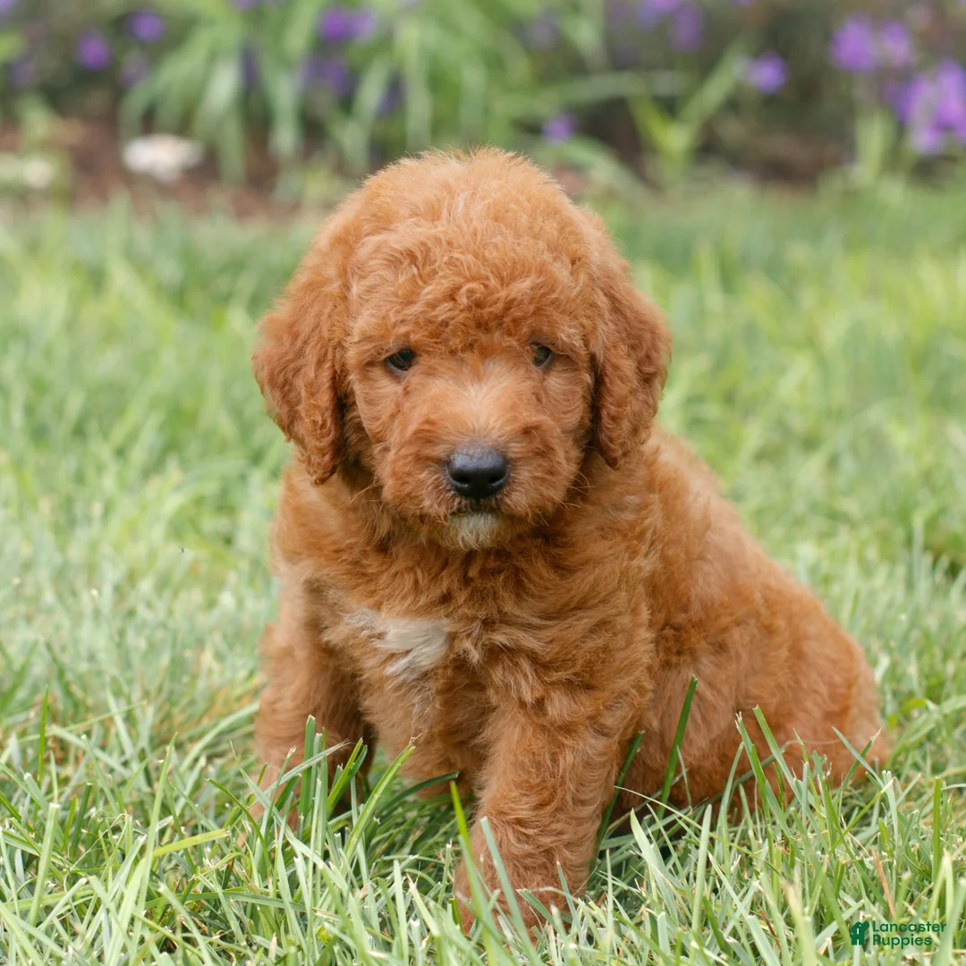 Miniature Labradoodle dogs for sale: Flynn  - Ad 1