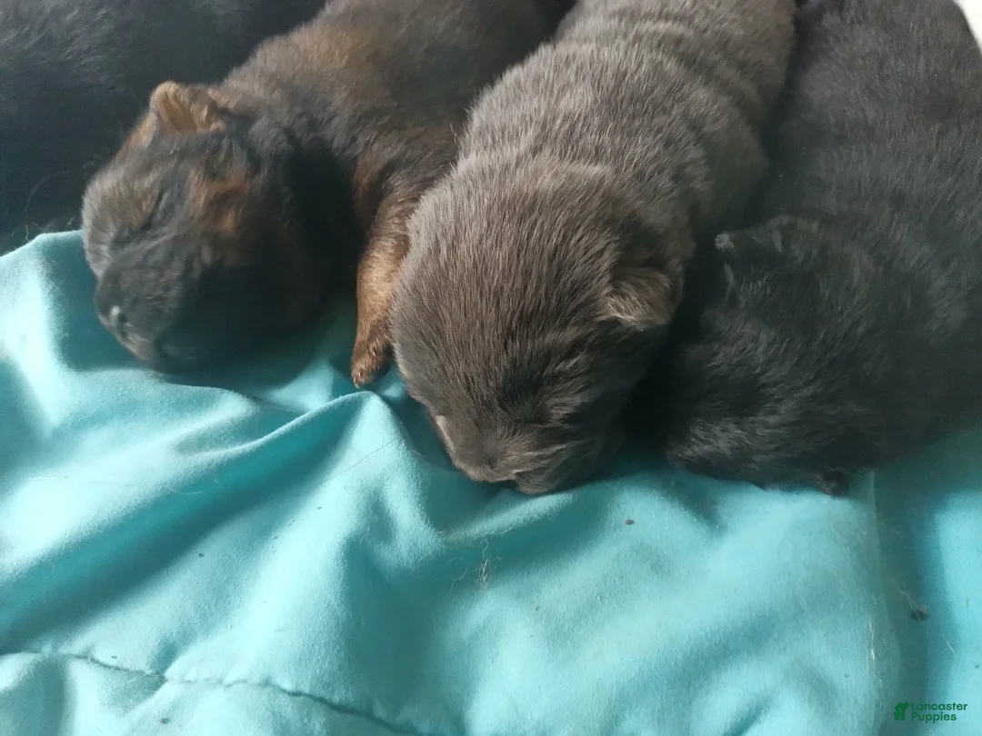 Chow Chow dogs for sale: Blue female  - Ad 2