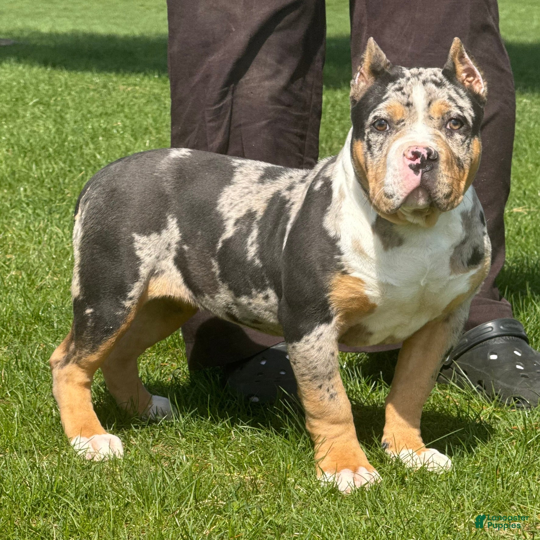 American Bully dogs Emmy - Ad 1