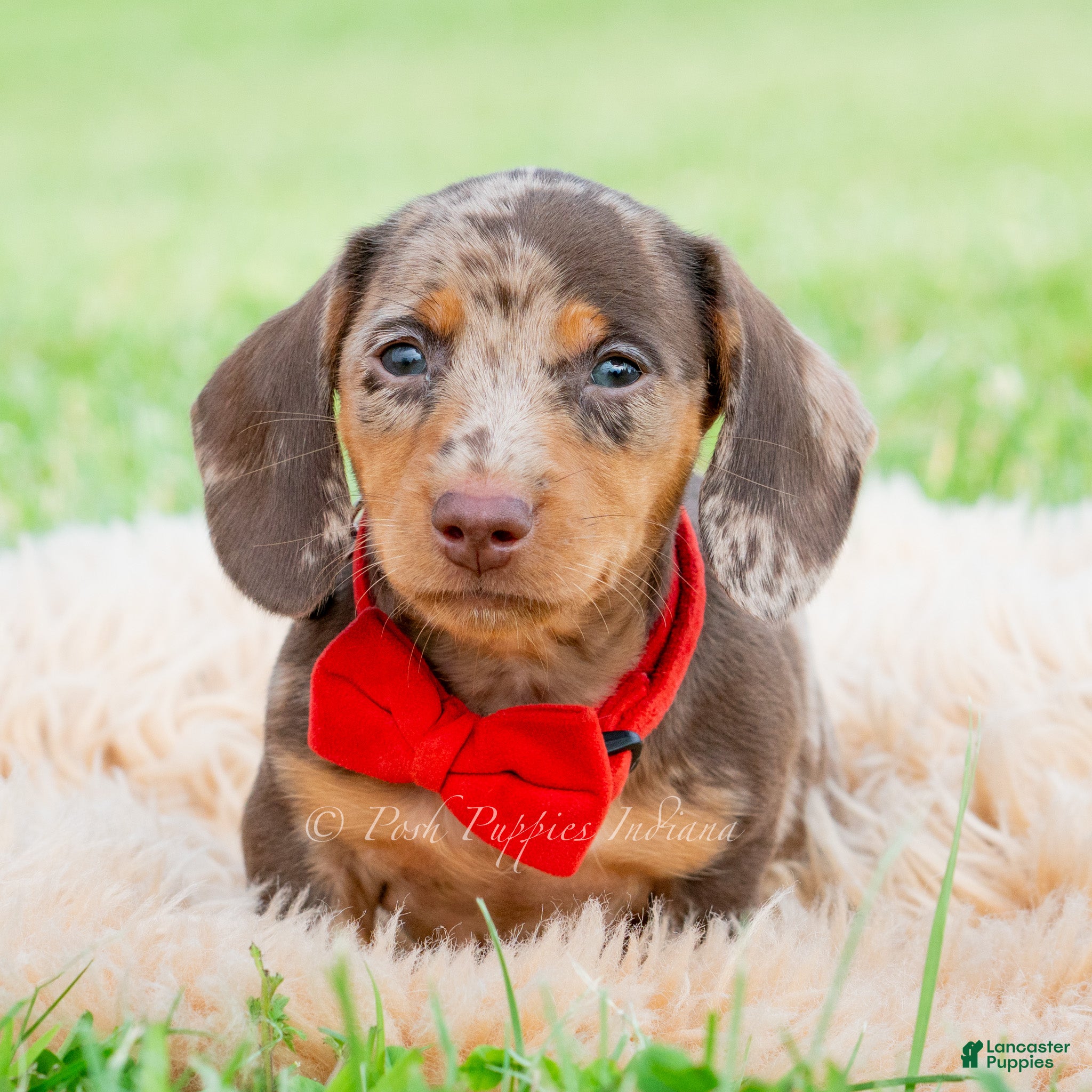 Miniature Dachshund dogs Sprout  - Ad 5