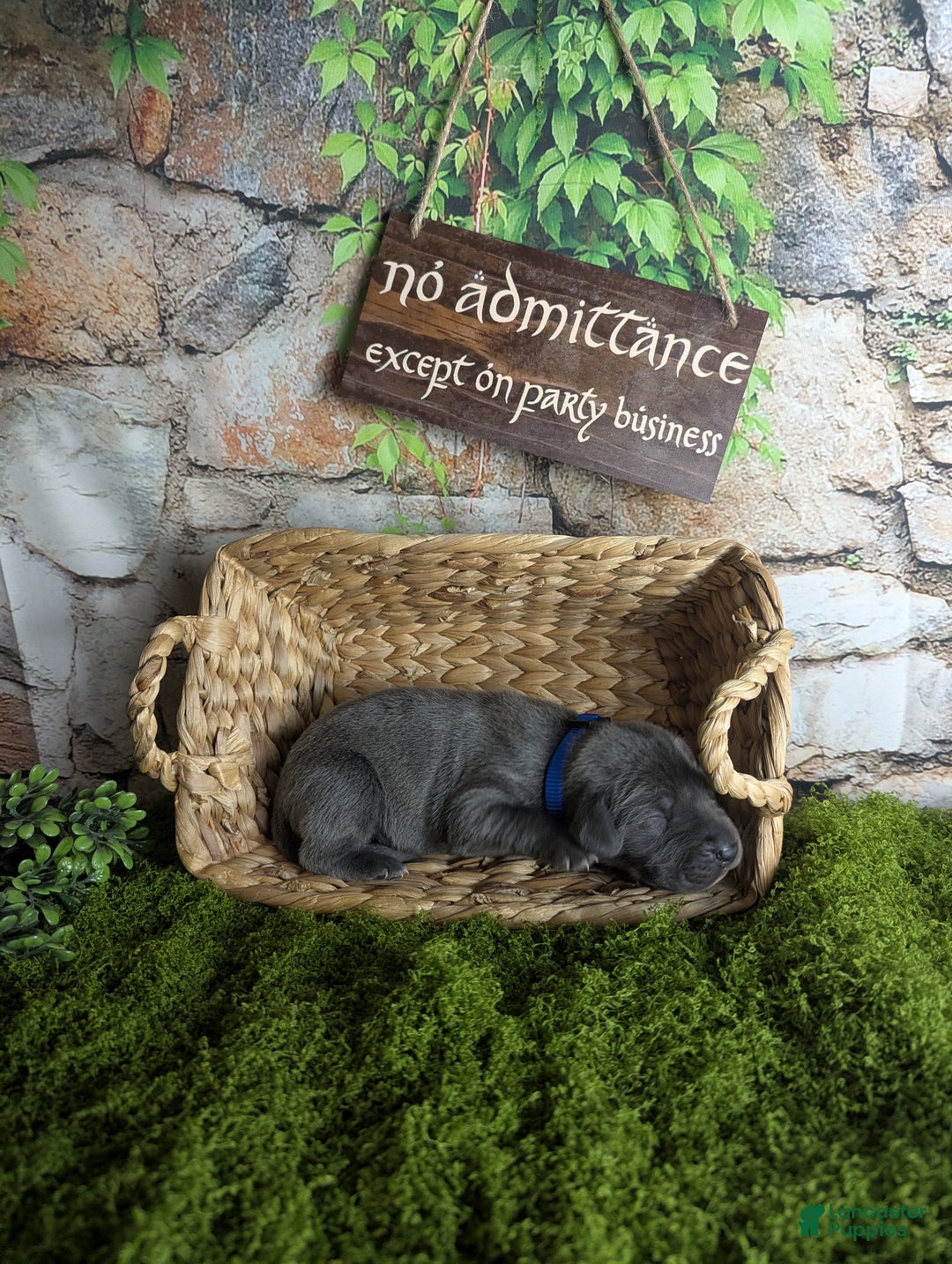 Great Dane dogs for sale: Gimli Male Blue Brindle Great Dane Puppy  - Ad 1