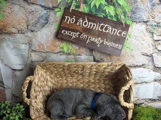 Great Dane dogs Gimli Male Blue Brindle Great Dane Puppy - Ad 5