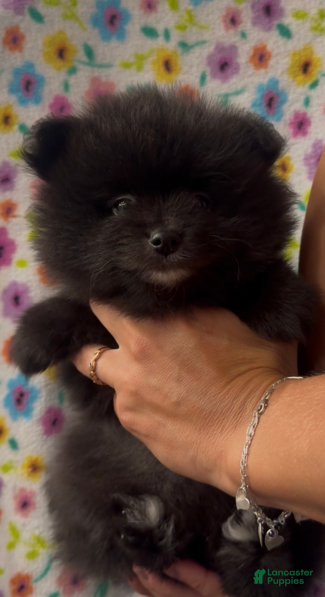 Pomeranian dogs Pomeranian 4 - Ad 33
