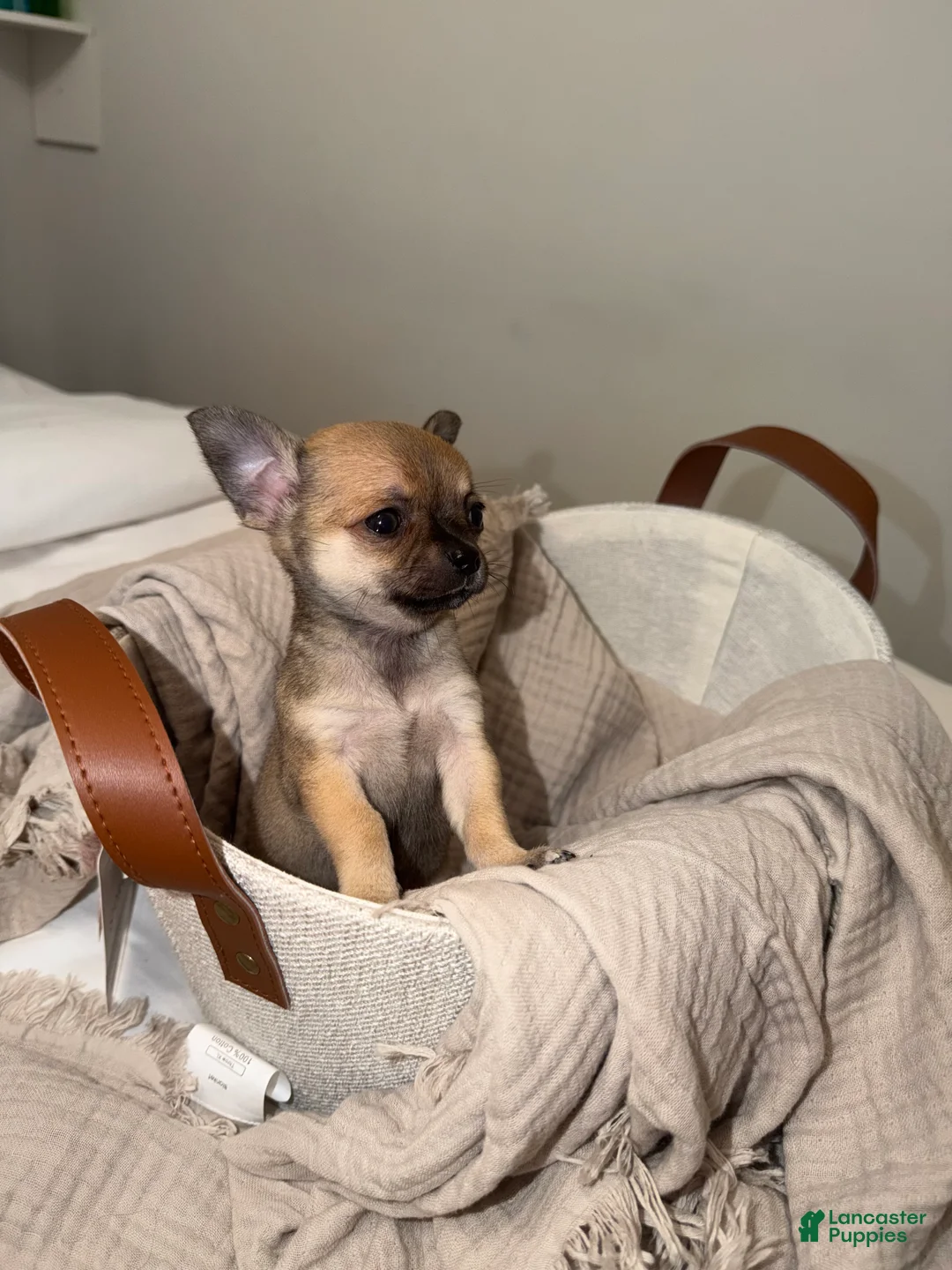 Chihuahua dogs for sale: Peanut - Ad 5