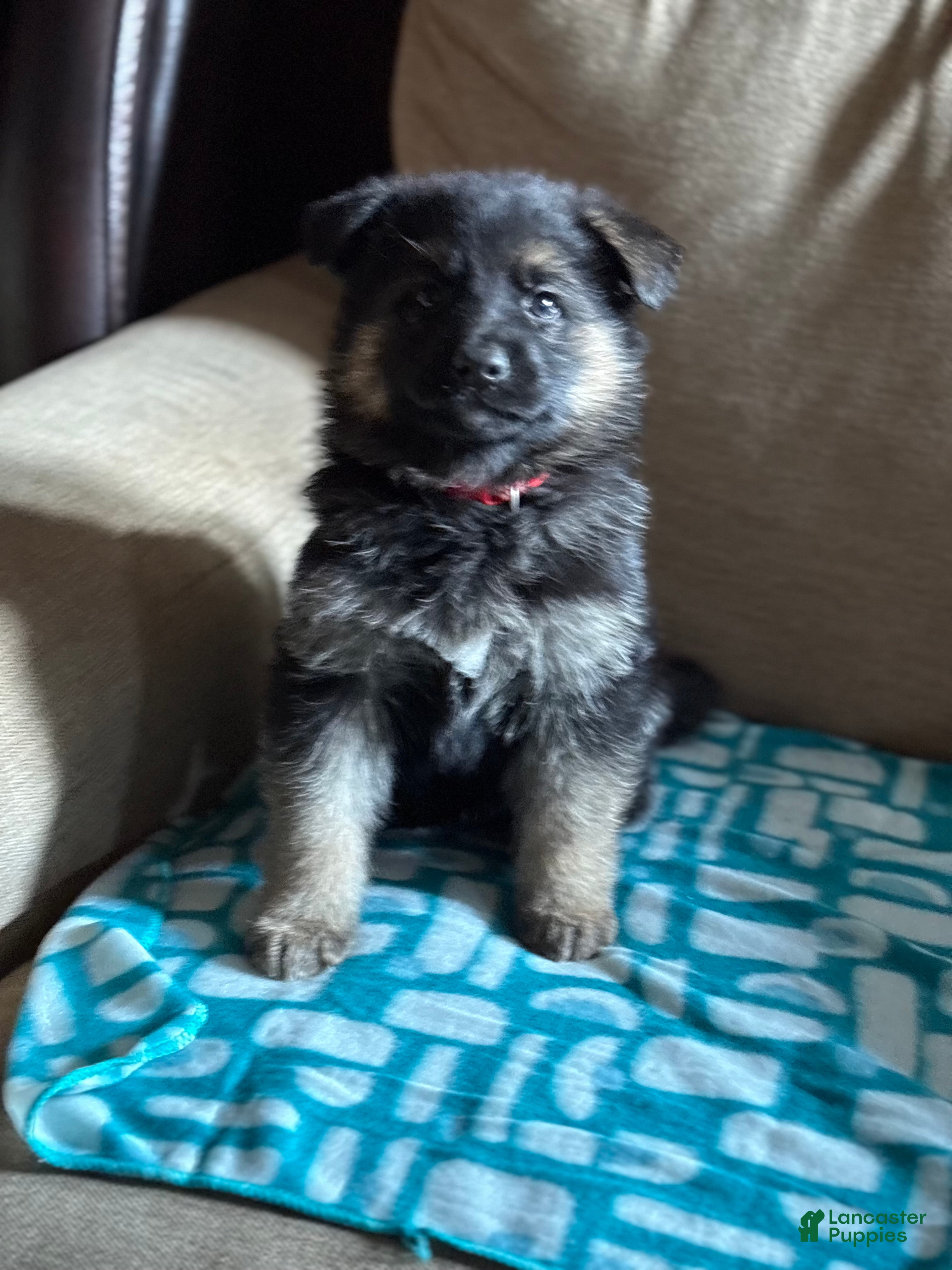 German Shepherd dogs Red Collar Female 12-22 - Ad 19