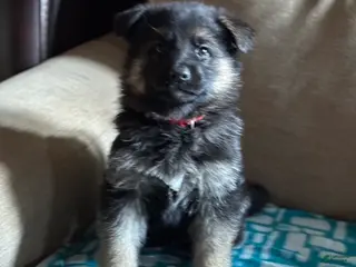 German Shepherd dogs Red Collar Female 12-22 - Ad 19