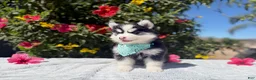 Pomsky dogs for sale: Eclipse - Ad 3