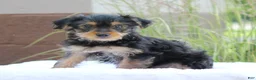 Yorkshire Terrier dogs for sale: Mason - Ad 3