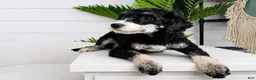 Mini Bernedoodle dogs for sale: Dallas - Ad 4