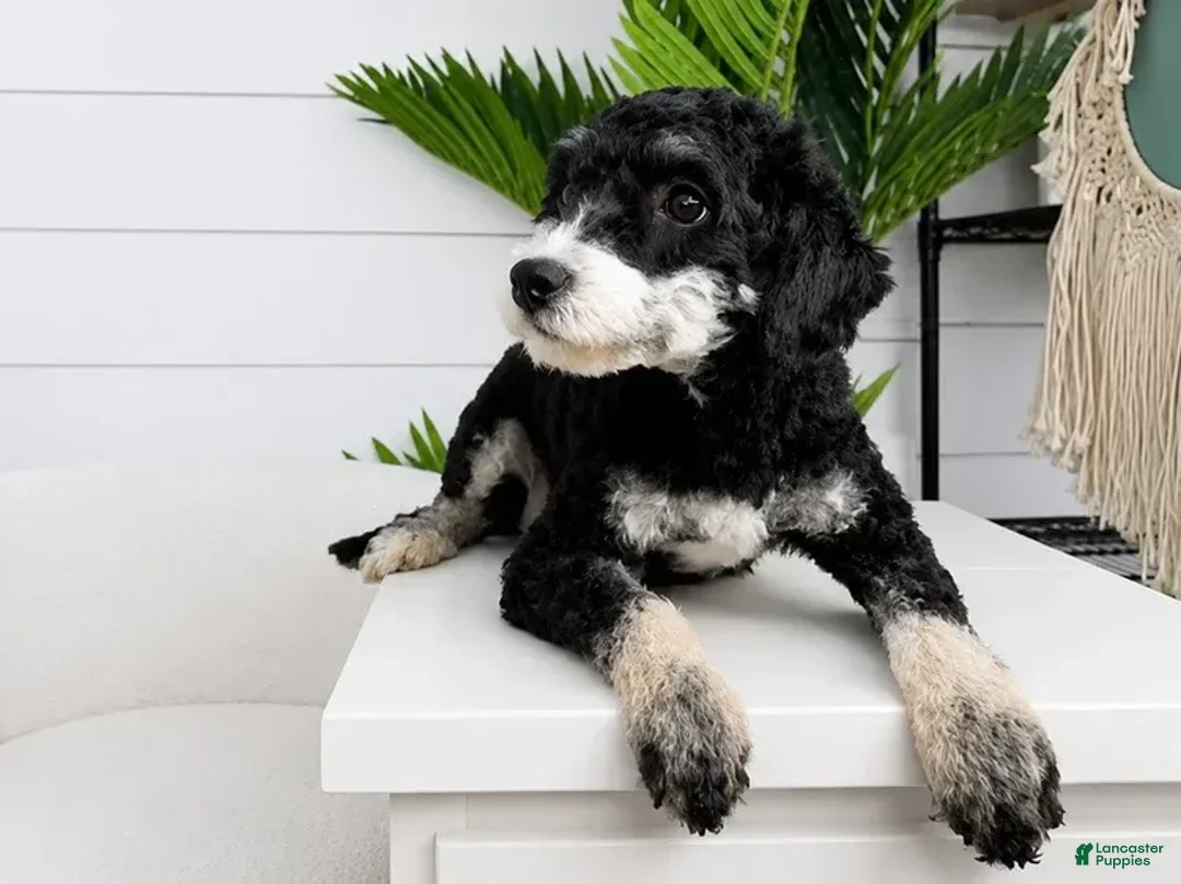 Mini Bernedoodle dogs for sale: Dallas - Ad 4