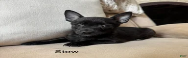 Stew 