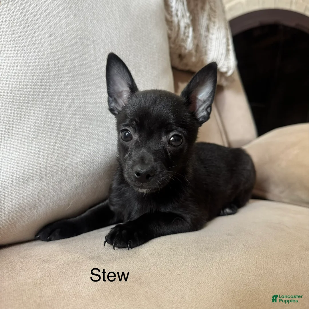 Chihuahua dogs for sale: Stew  - Ad 1