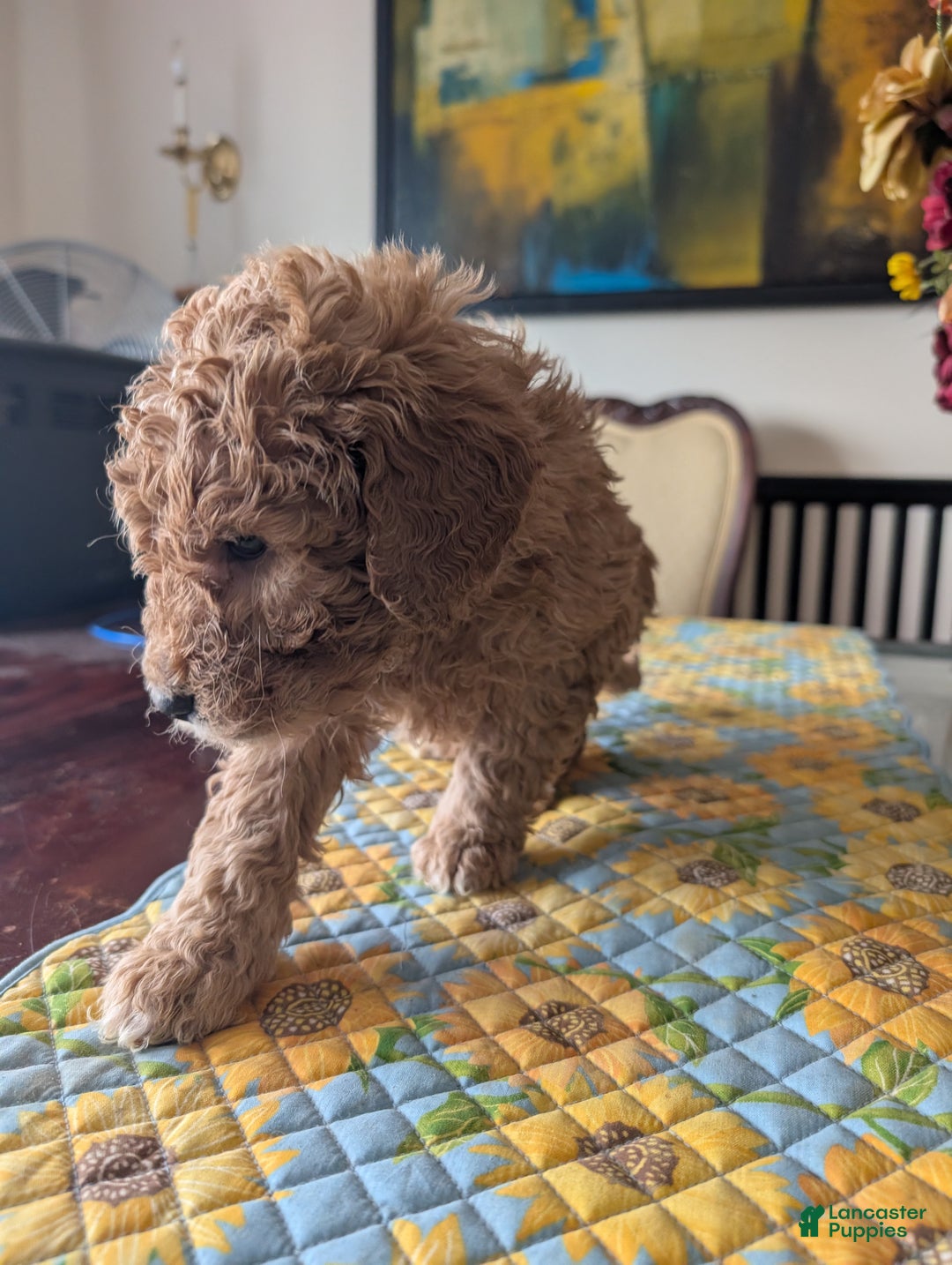 Goldendoodle dogs for sale: Steve - Ad 11