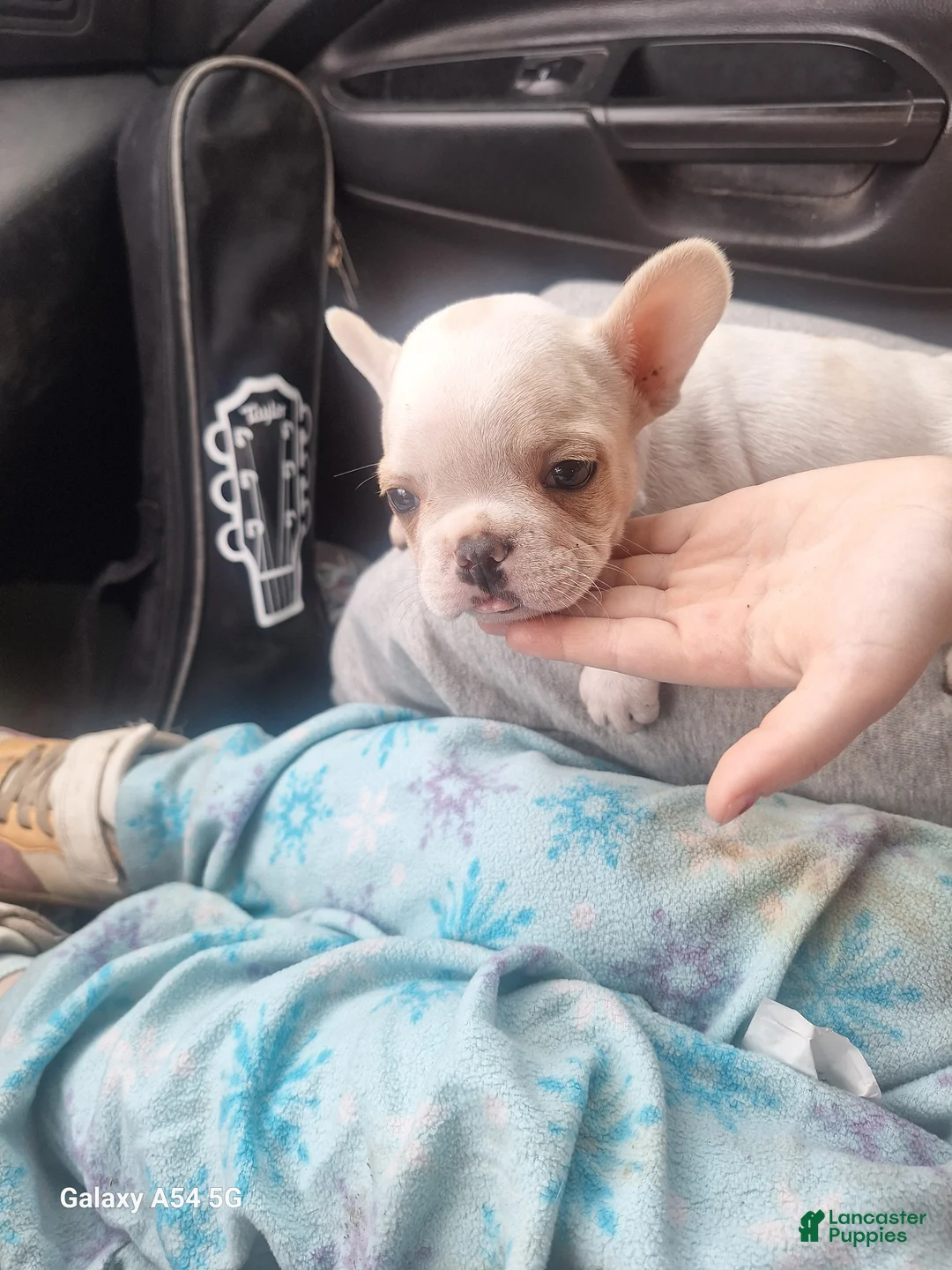 French Bulldog dogs for sale:  Puppy 1 - Ad 1