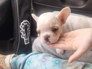 French Bulldog dogs Puppy 1 - Ad 41