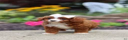 Cavapoo dogs for sale: Ellie - Ad 7