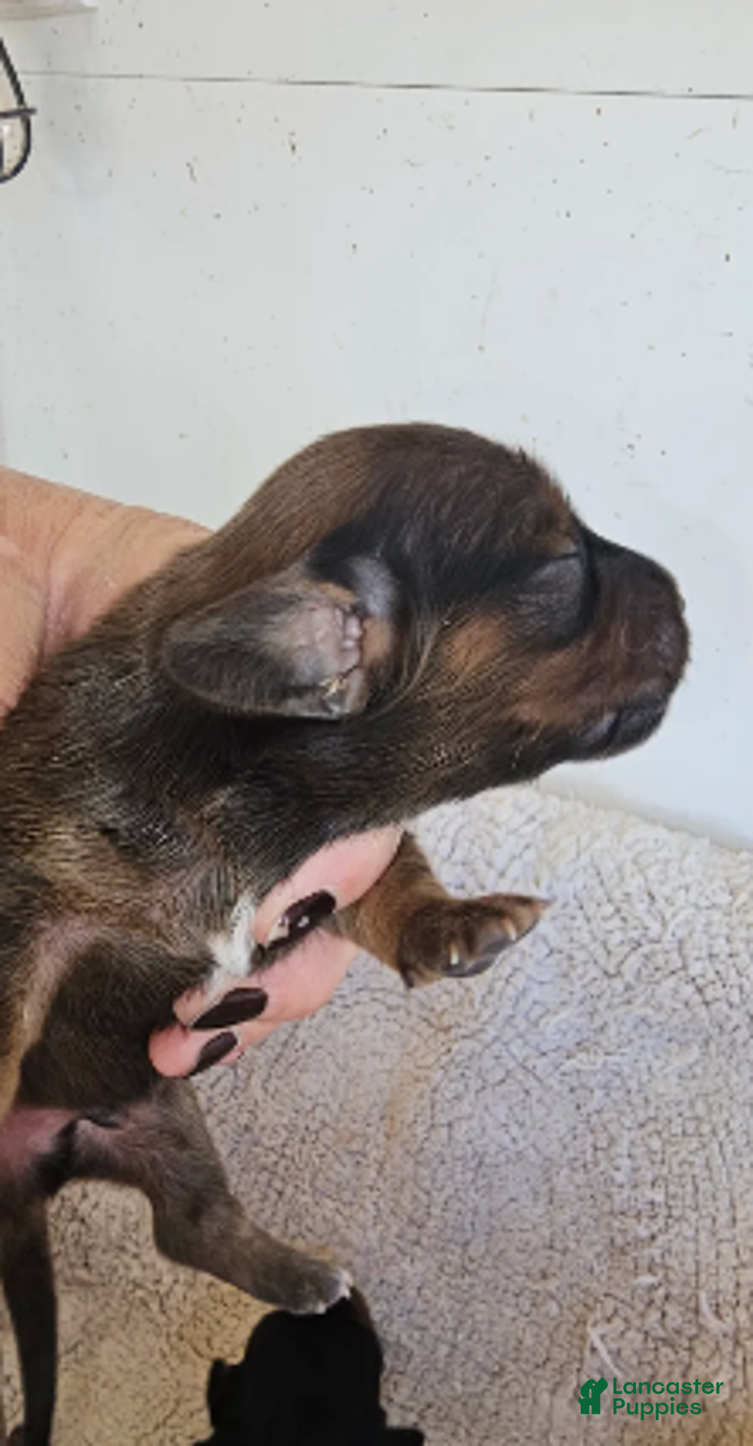 Miniature Dachshund dogs for sale: Elvis Long-haired - Ad 1