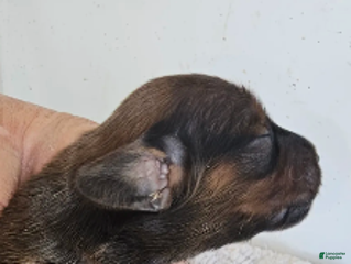 Miniature Dachshund dogs Elvis Long-haired - Ad 18