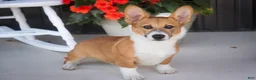 Welsh Corgi Pembroke dogs for sale: Ripley - Ad 4