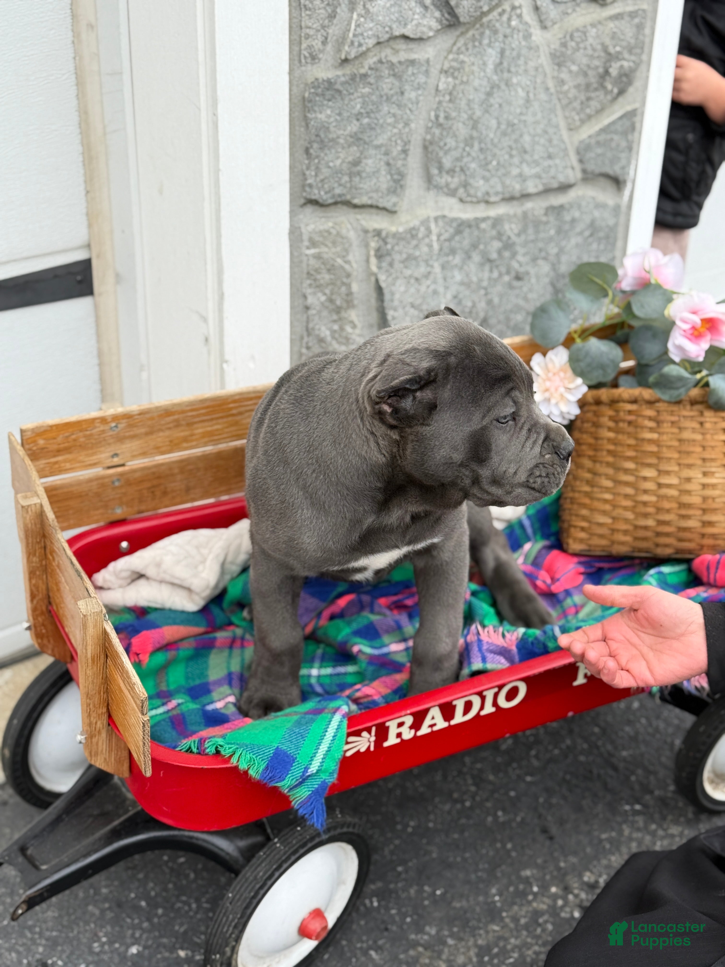 Cane Corso dogs Butch - Ad 2