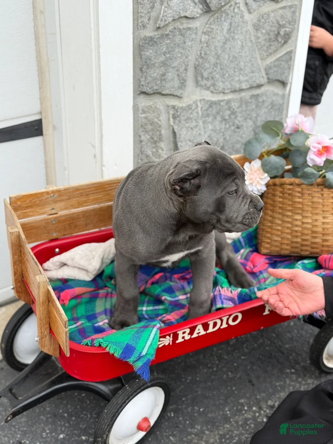Cane Corso dogs for sale: Butch - Ad 2