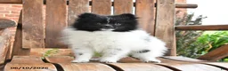 Pomeranian dogs for sale: Spencer - Ad 1