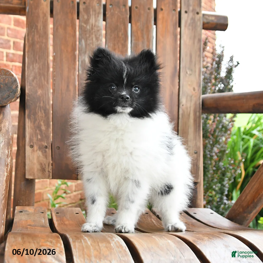 Pomeranian dogs for sale: Spencer - Ad 1