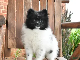 Pomeranian dogs for sale: Spencer - Ad 2