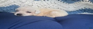 Labrador Retriever 1