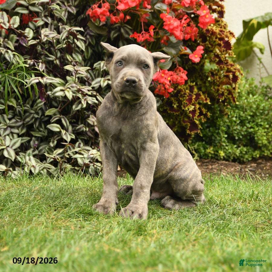 Cane Corso dogs Maverick  - Ad 1