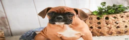 Boxer dogs for sale: Tracker - Ad 4