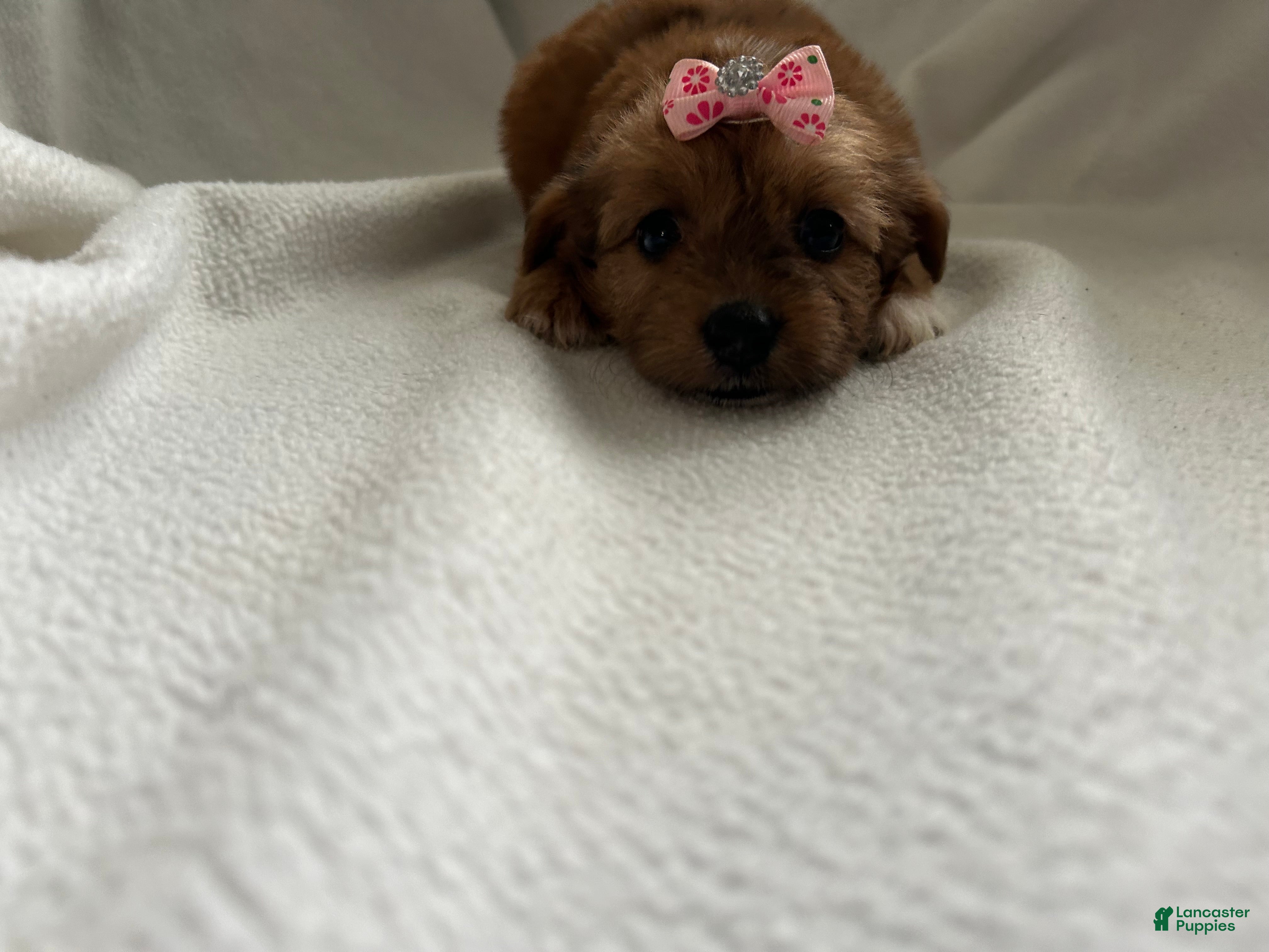 Yorkiepoo dogs Queen  - Ad 39