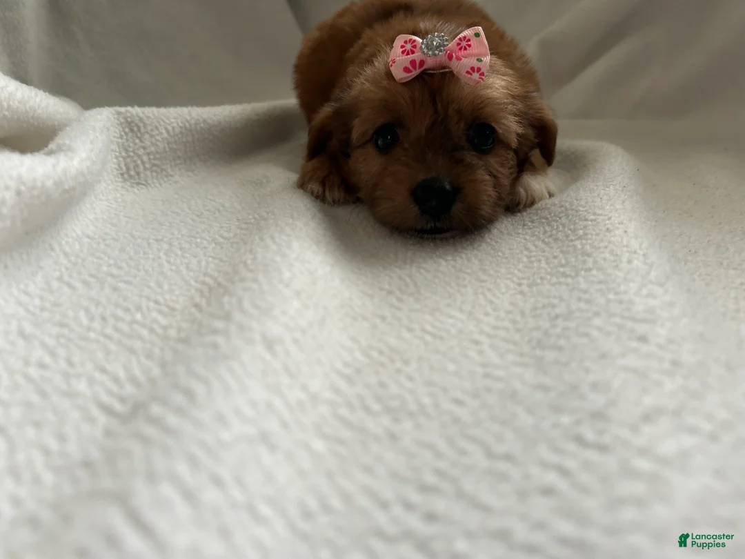 Yorkiepoo dogs for sale: Queen  - Ad 1