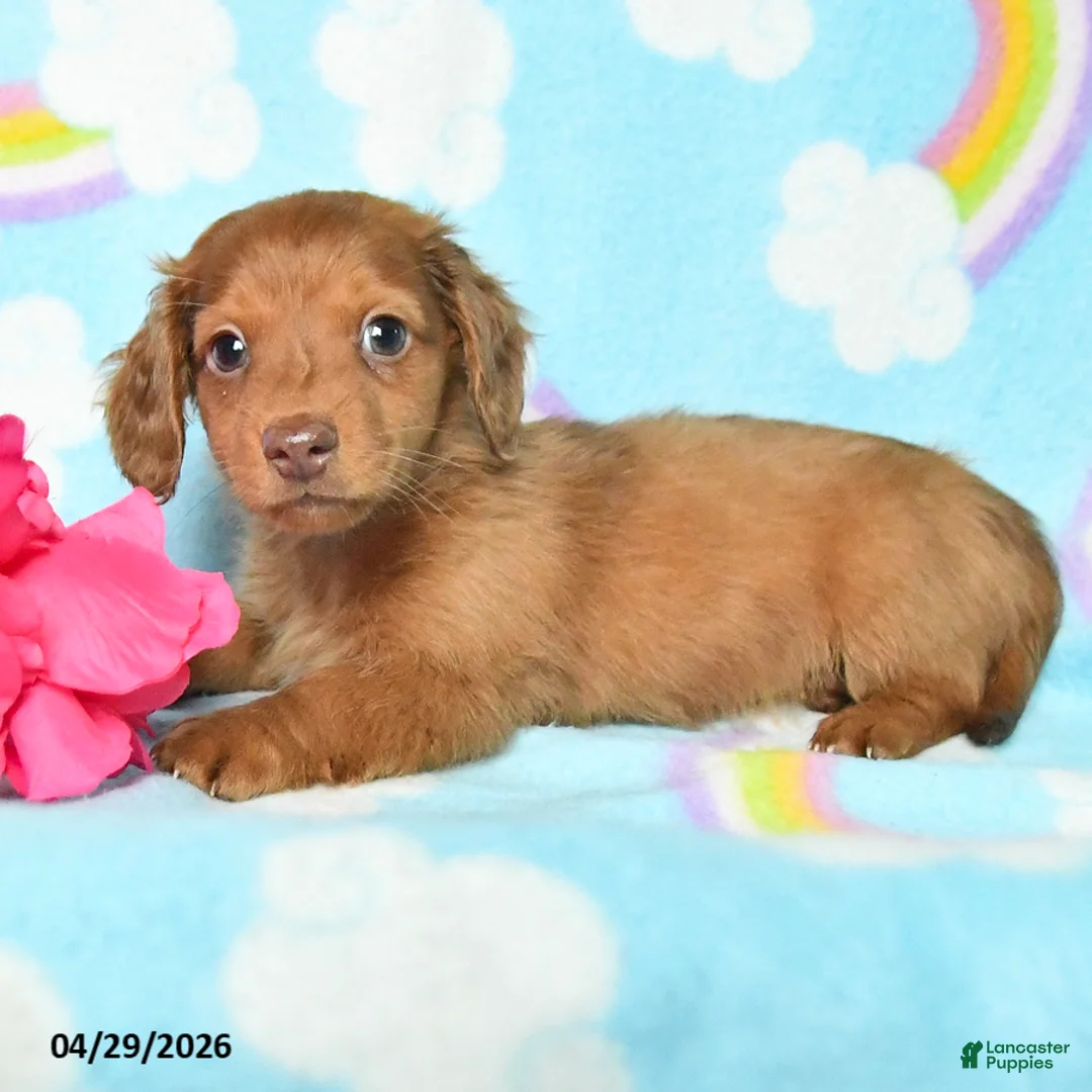Miniature Dachshund dogs for sale: Frankie - Ad 2