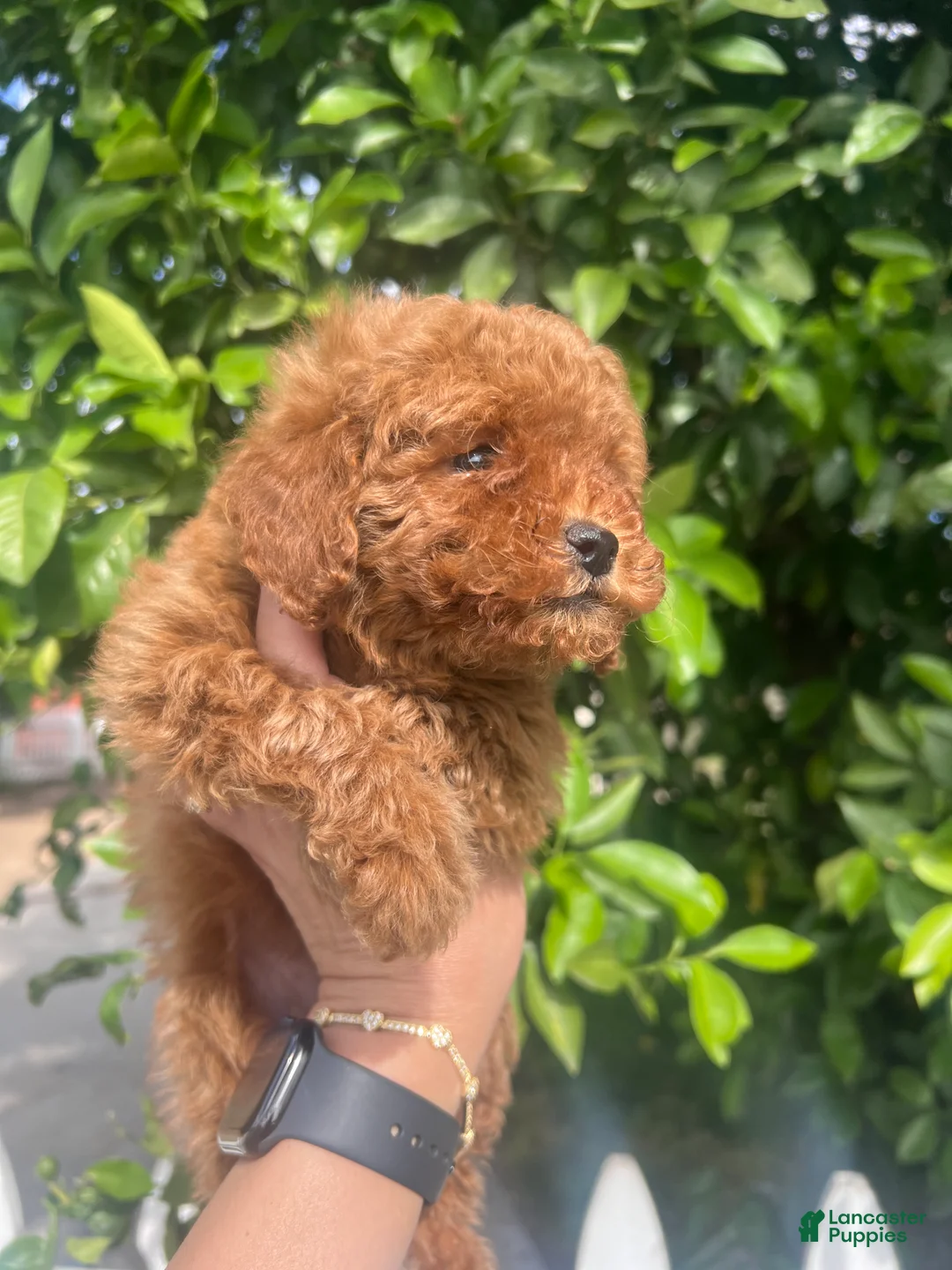 Toy Poodle dogs for sale: Toy Poodle Puppy 2 - Ad 4