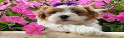 Teddy Bear dogs for sale: TRIXIE - Ad 4