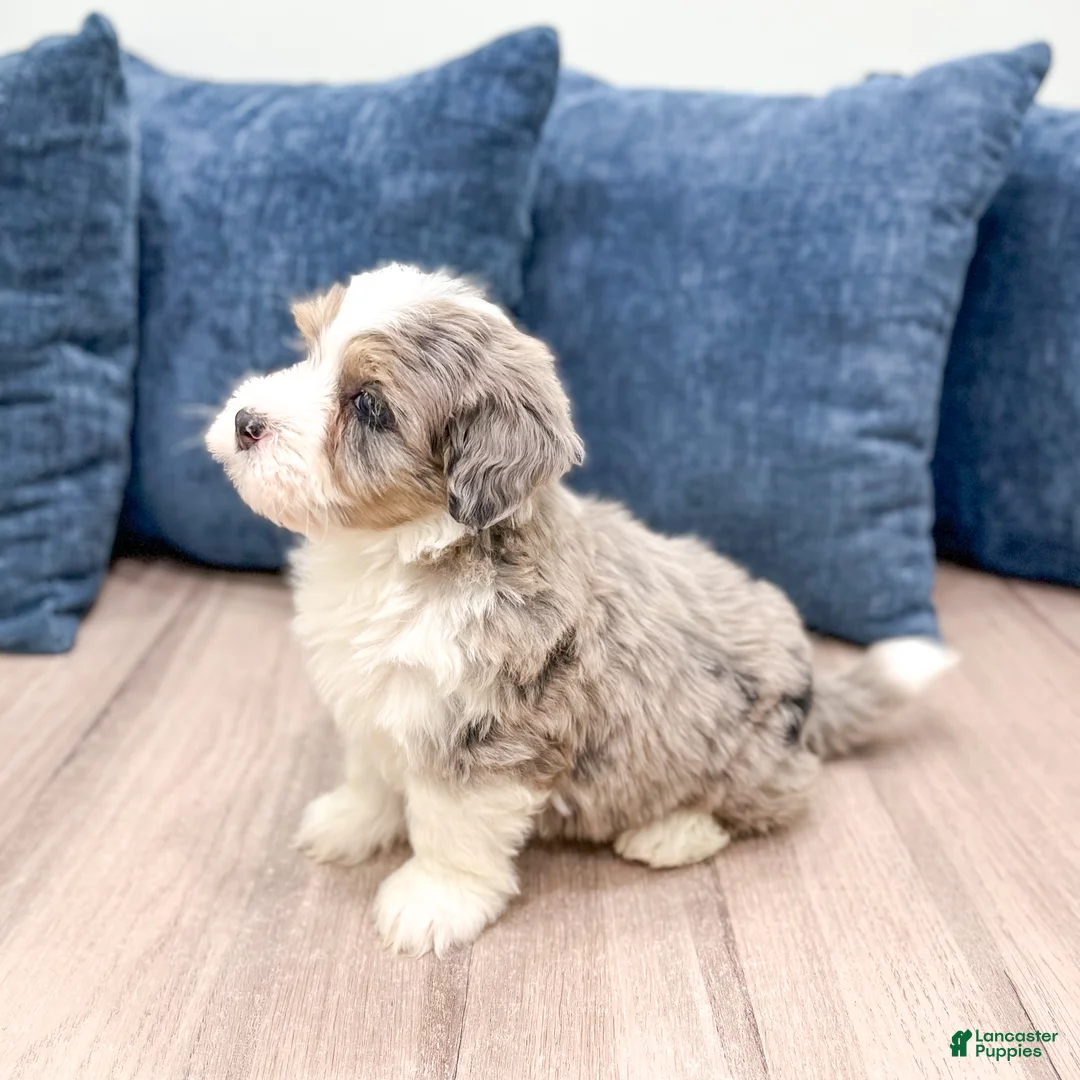 Mini Bernedoodle dogs for sale: Bentley - Ad 8