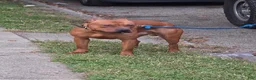 American Pit Bull Terrier dogs for sale: American Pit Bull Terrier 3 - Ad 4