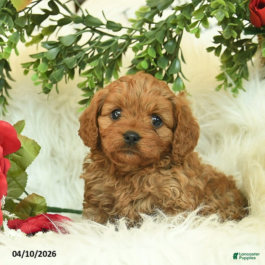 Cavapoo dogs Tessie  - Ad 2
