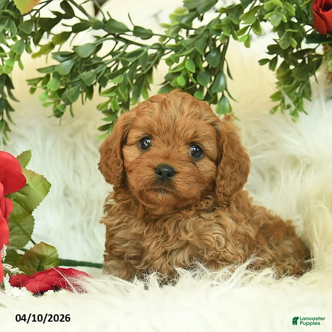 Cavapoo dogs for sale: Tessie  - Ad 2
