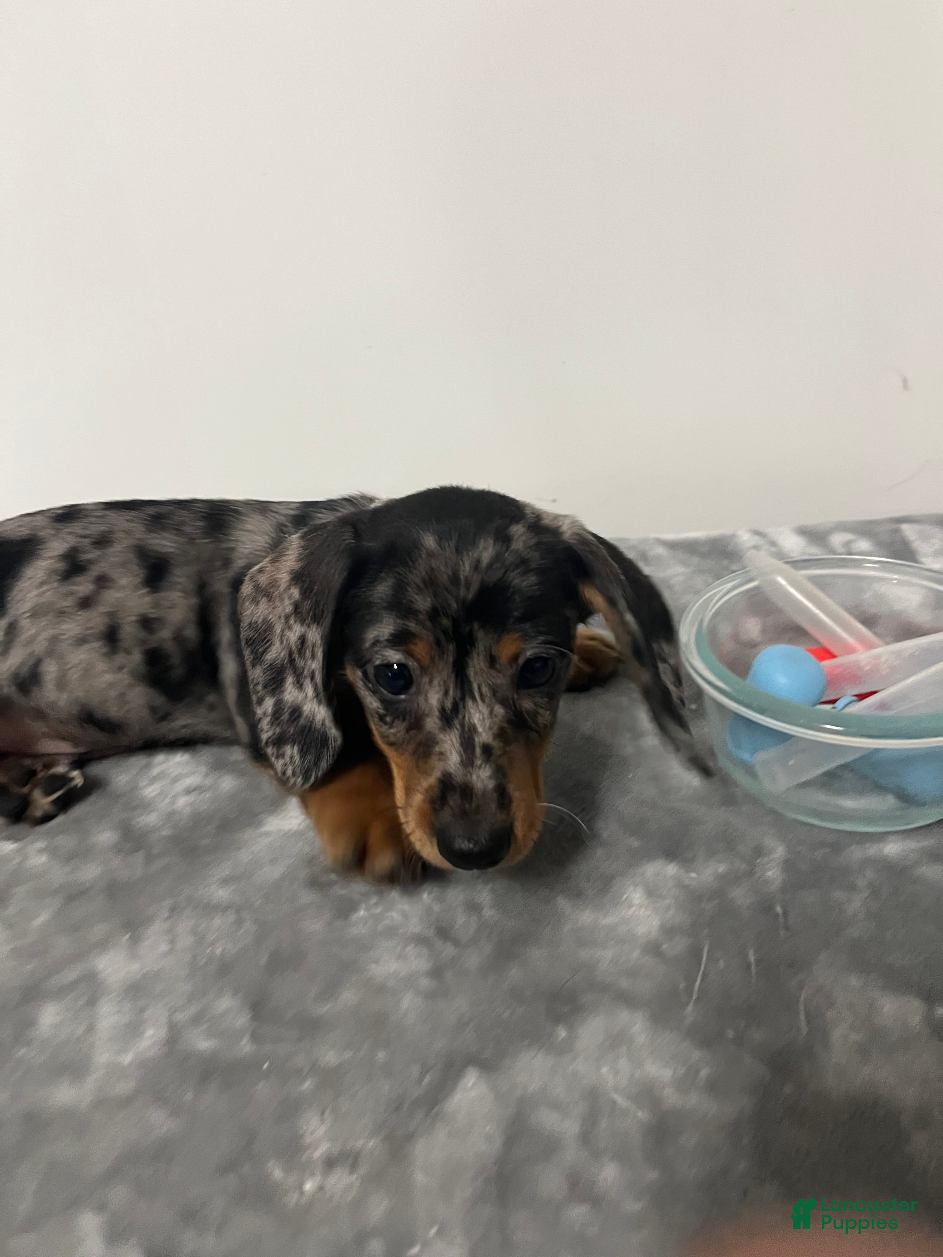 Miniature Dachshund dogs Miniature Dachshund Grayson  - Ad 1