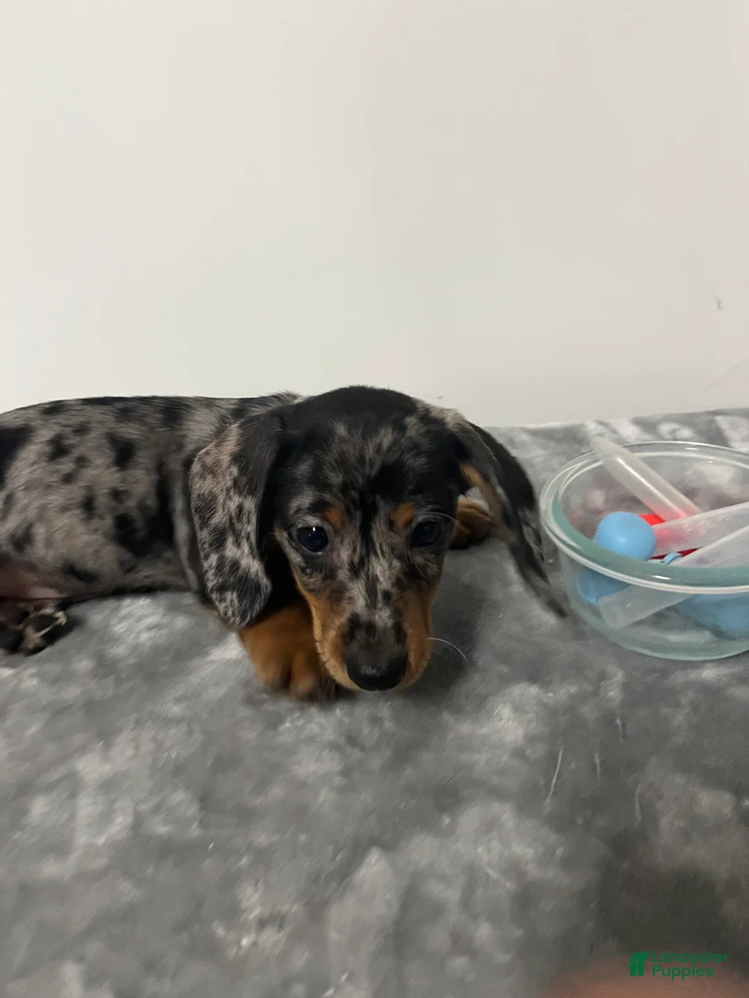 Miniature Dachshund dogs for sale: Miniature Dachshund Grayson  - Ad 1