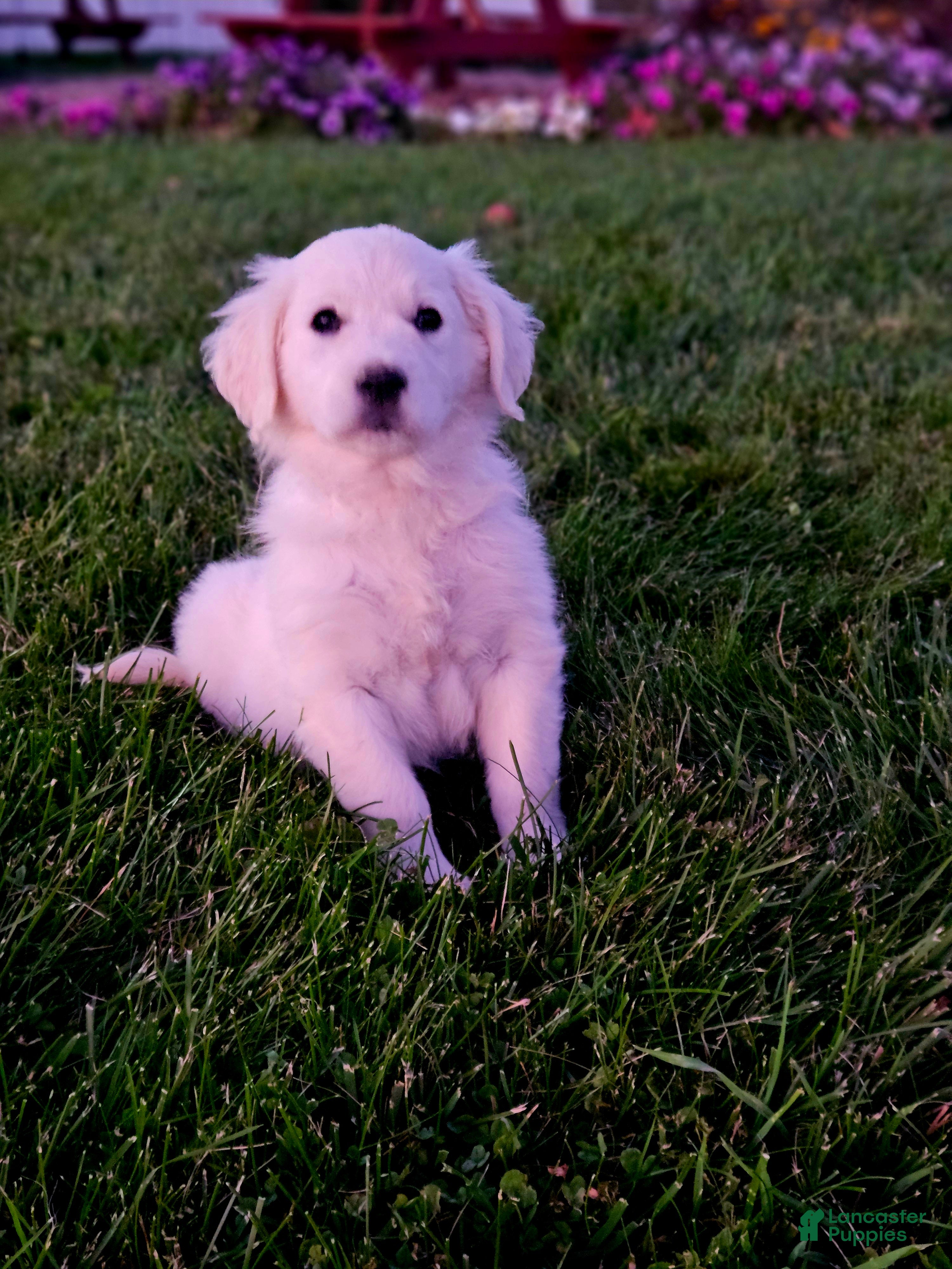 Golden Retriever dogs Pennie - Ad 1