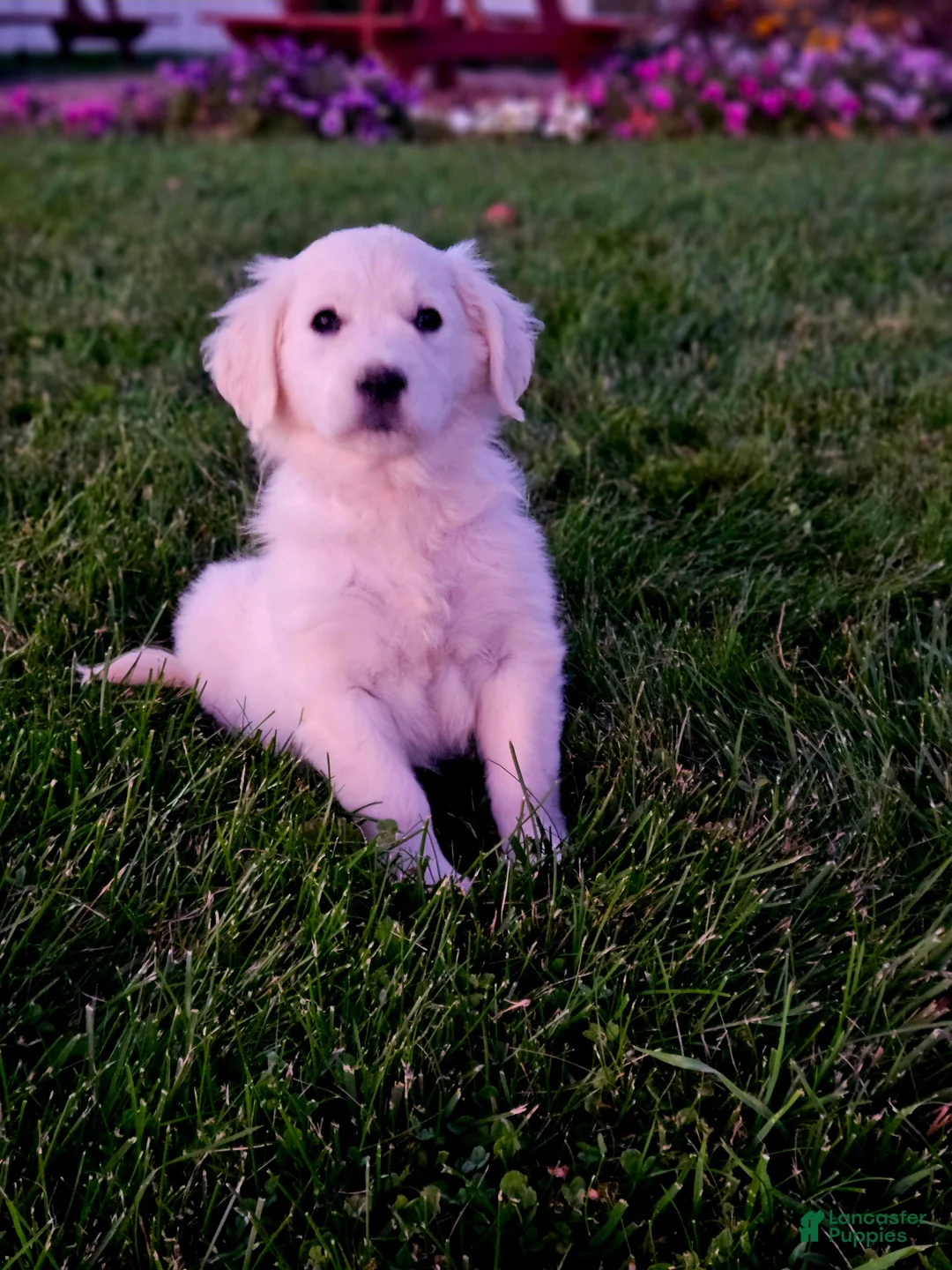 Golden Retriever dogs for sale: Pennie - Ad 1