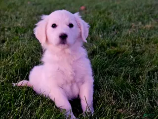 Golden Retriever dogs Pennie - Ad 1