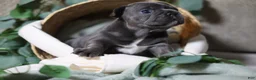 French Bulldog dogs for sale: Celeste - Ad 1