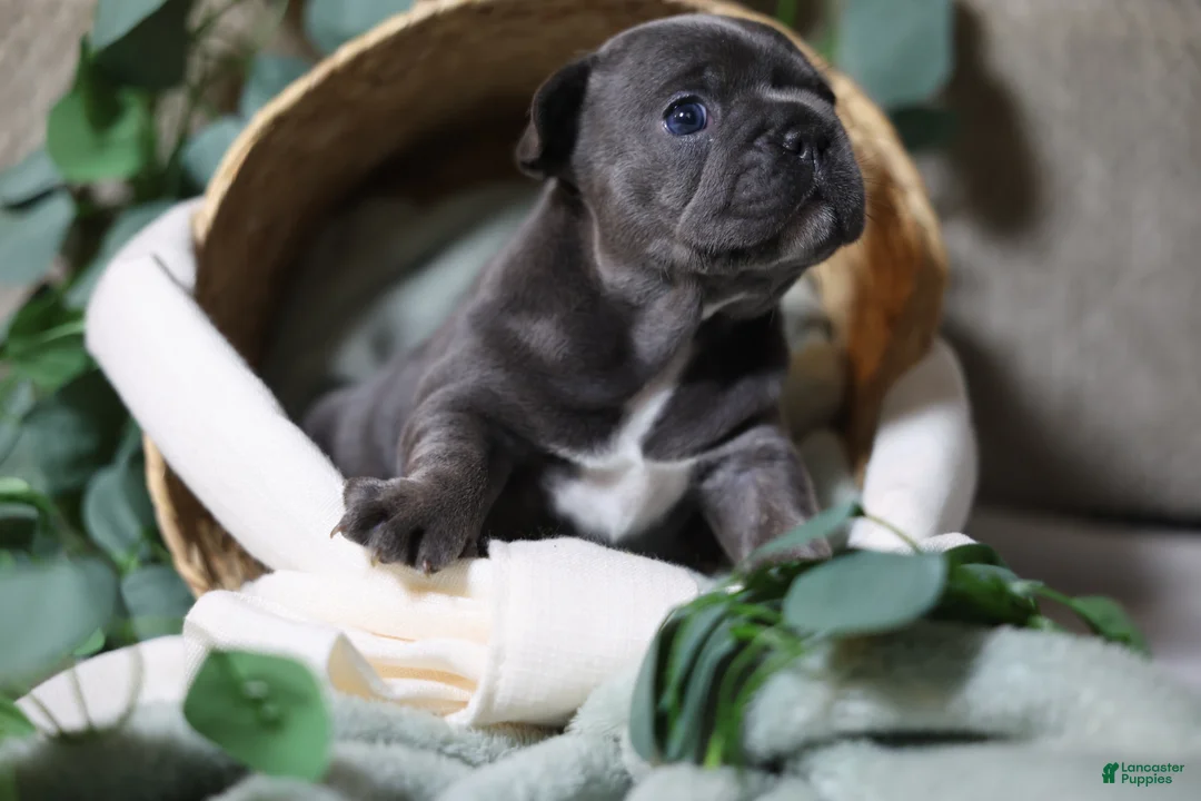 French Bulldog dogs for sale: Celeste - Ad 1