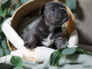 French Bulldog dogs Celeste - Ad 41