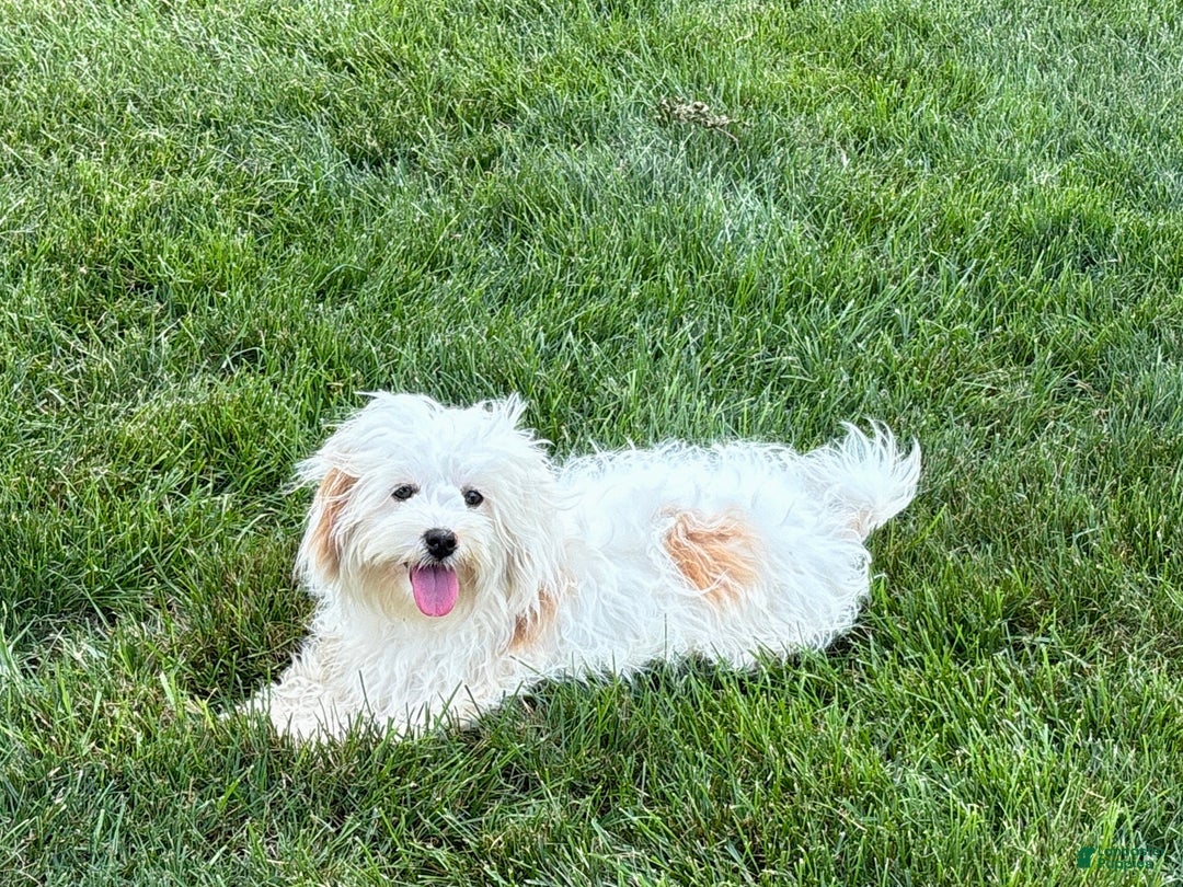 Mixed Breed dogs for sale: Sandra - Ad 1